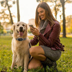 Wireless GPS Dog Fence PD100, 2-in-1 Fence & Training Collar